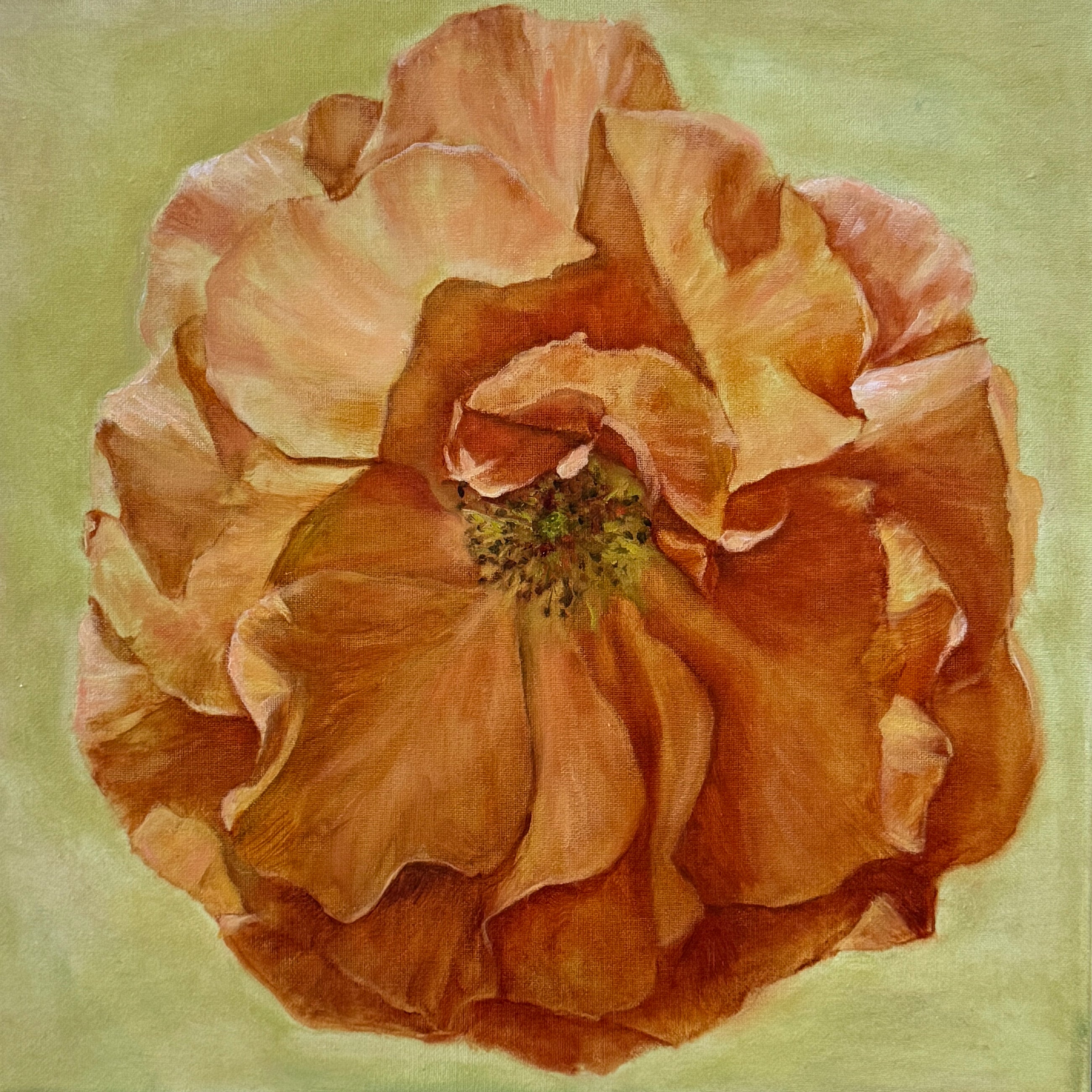 Terracotta rose