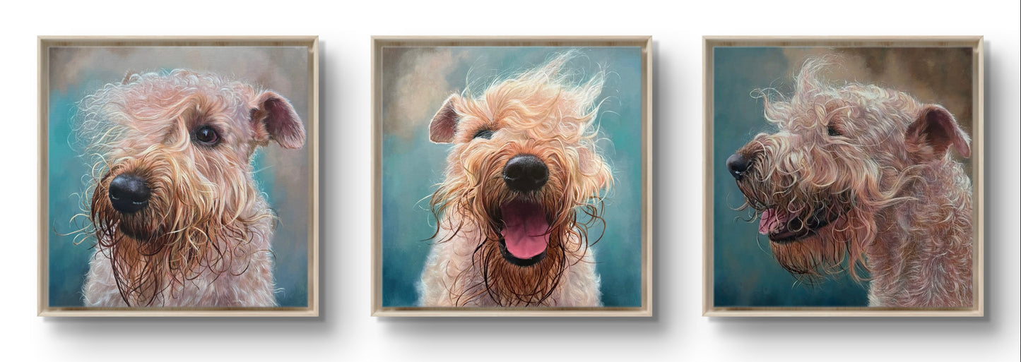 Painting 'Soft Coated Wheaten Terrier' (Triptych) (price on request)