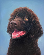 Portrait of a Water Spaniel ('Irish Dog Portraiture' collection)