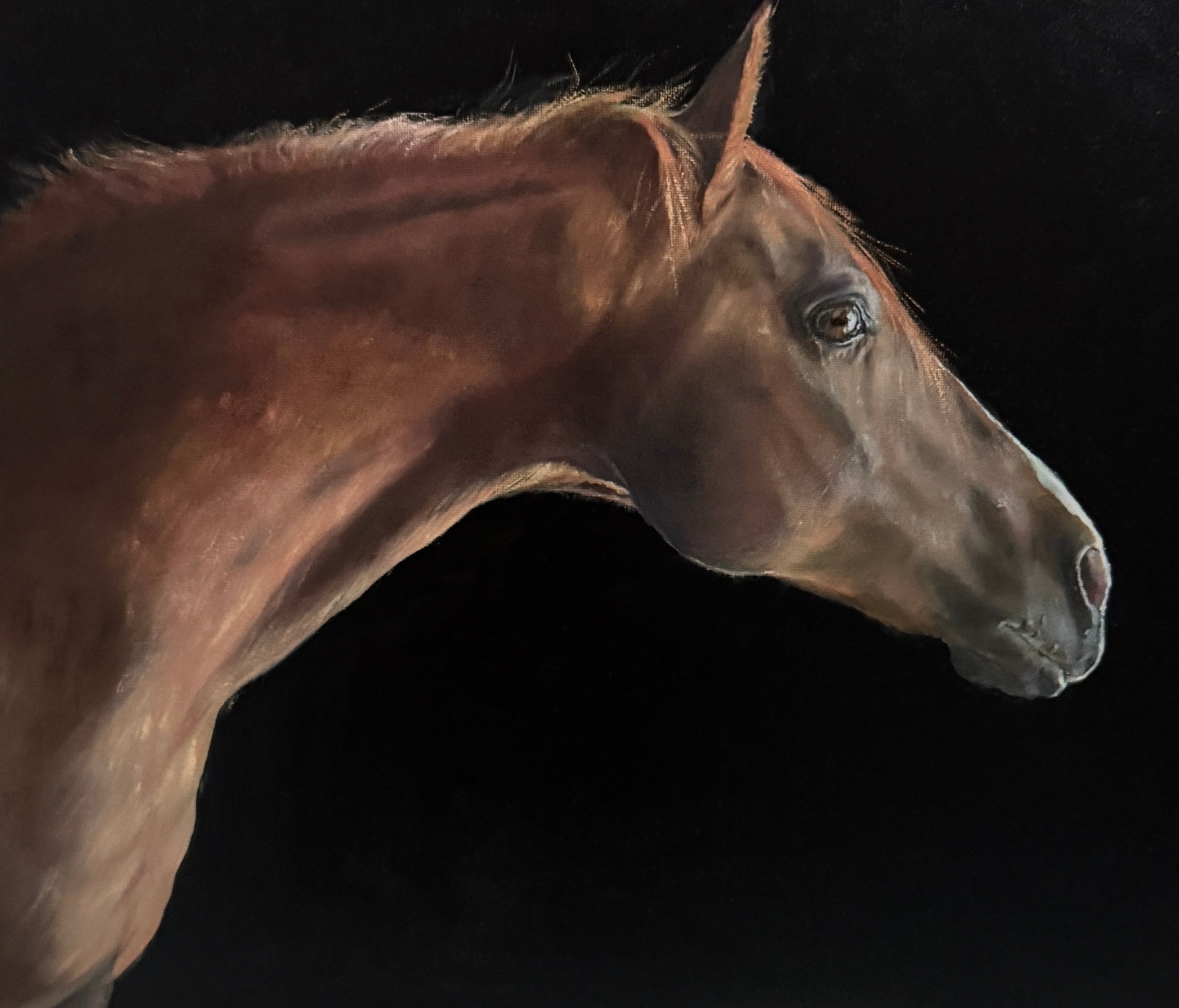 Horse portrait
