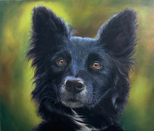 Portrait of a Border Collie (price on request)