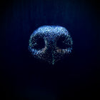 Fine Art Print 'Nose Knows'