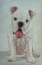 Portrait of a White Bulldog