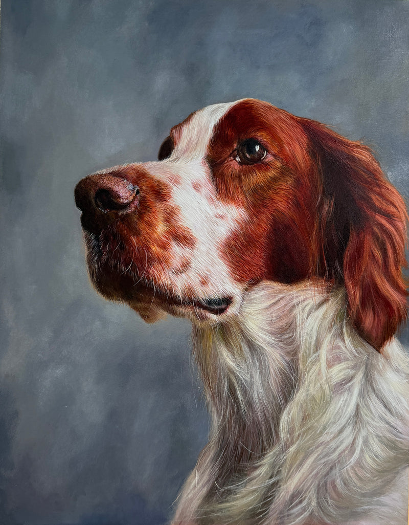 Portrait of Red and White Setter ('Irish Dog Portraiture' collection)