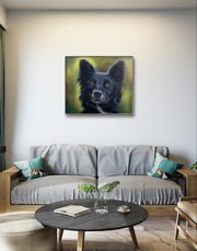 Portrait of a Border Collie