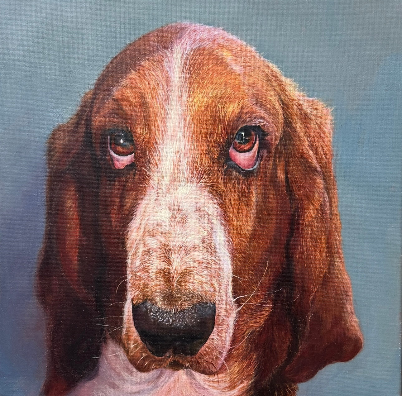 Acrylic portrait of Walter, a Basset Hound