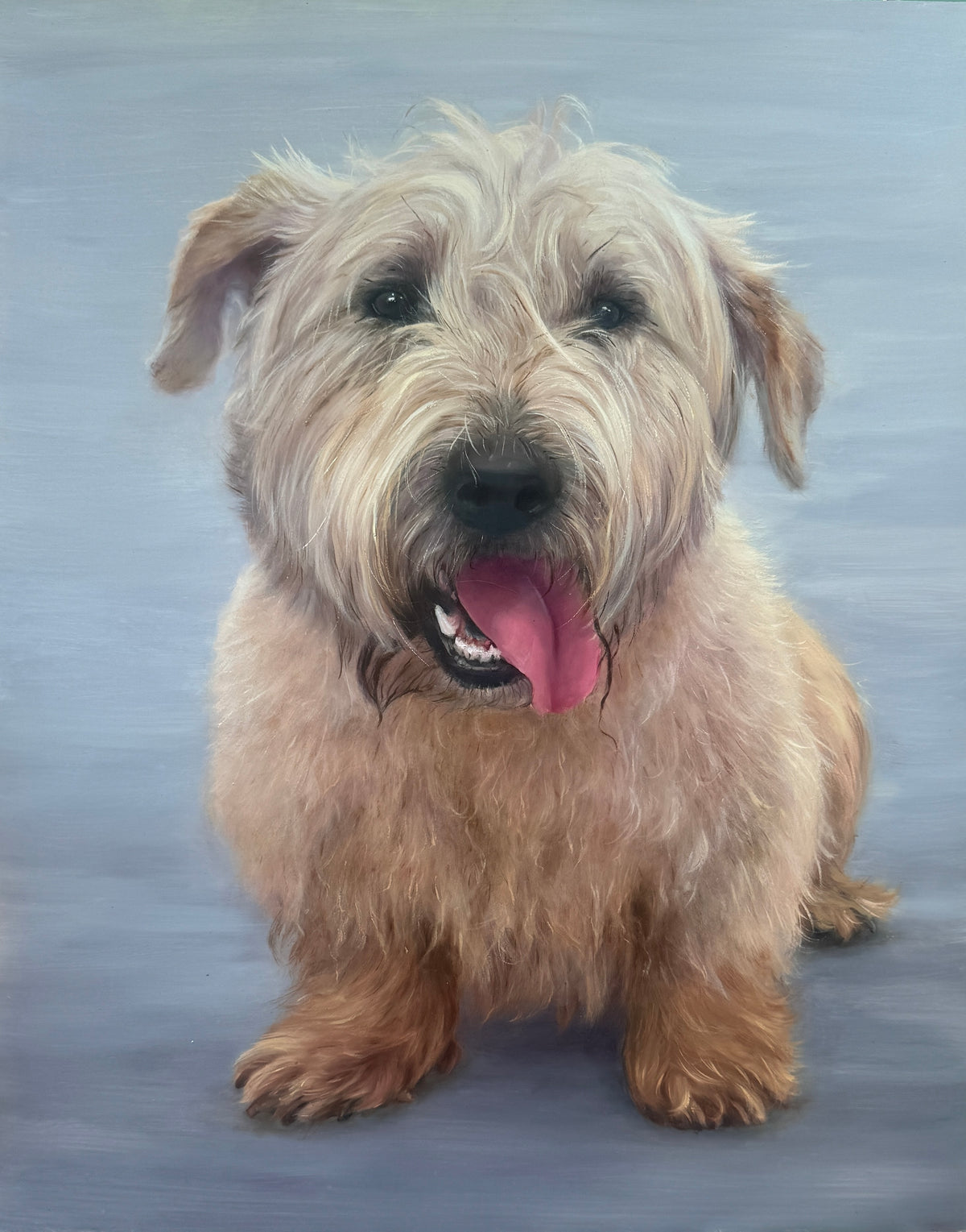 Original oil painting of a Glen of Imaal Terrier from the Irish Dog Portraiture Collection.