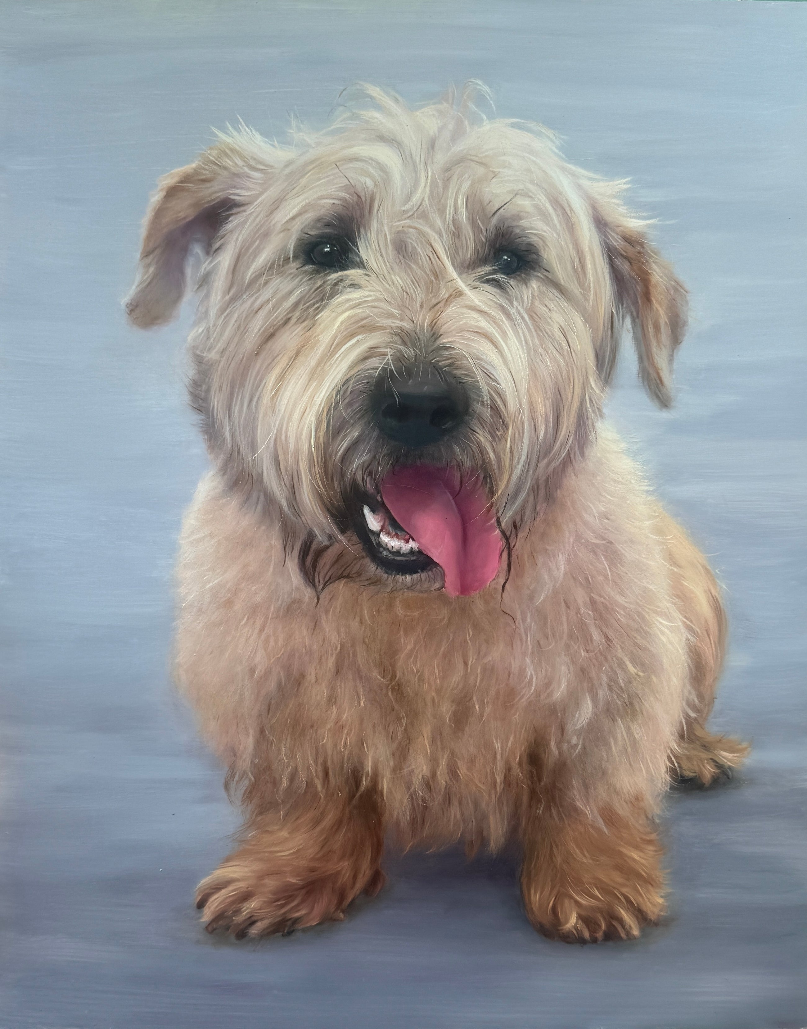 Original oil painting of a Glen of Imaal Terrier from the Irish Dog Portraiture Collection.