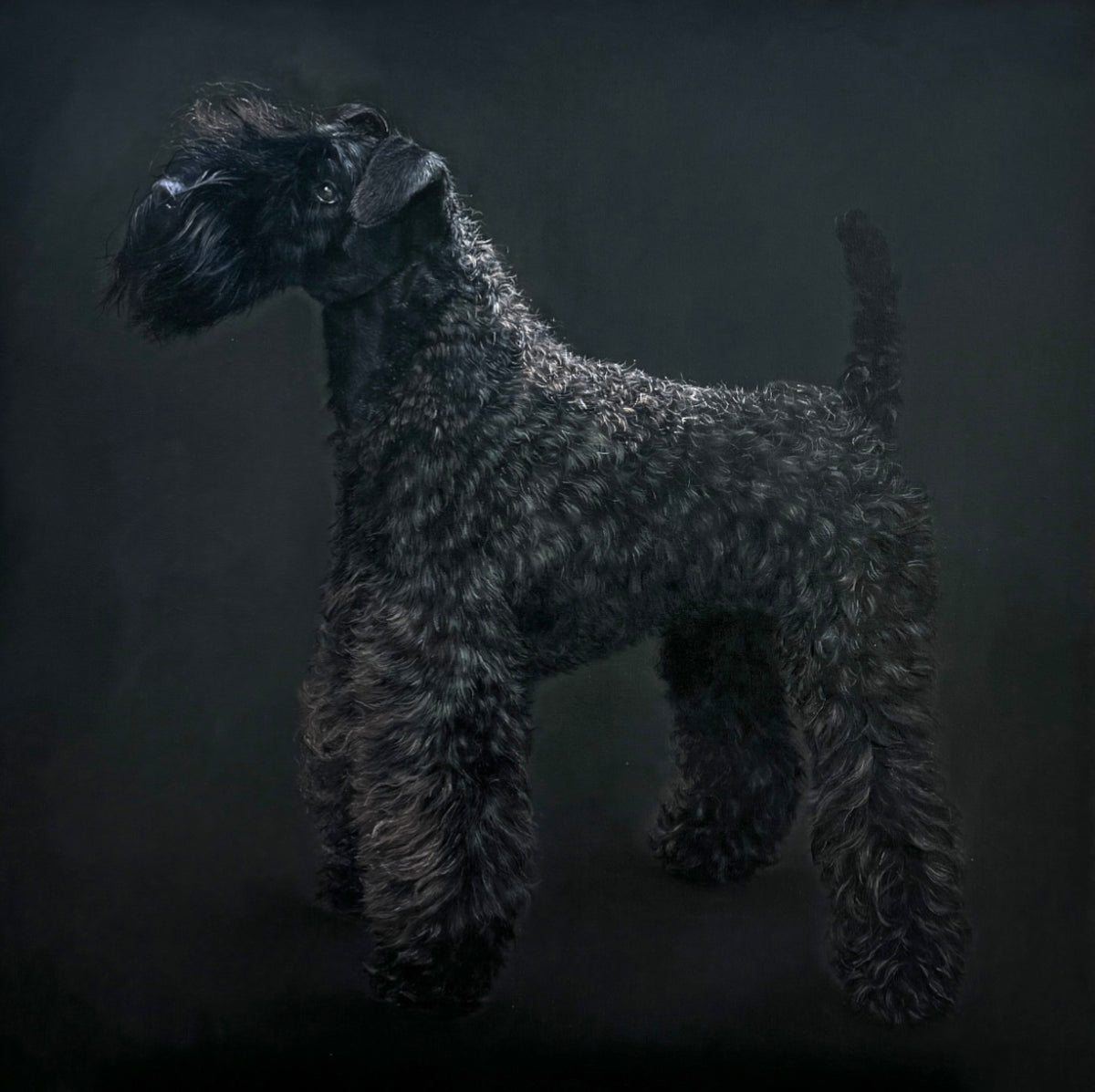 Original oil painting of a Kerry Blue Terrier from the Irish Dog Portraiture Collection.