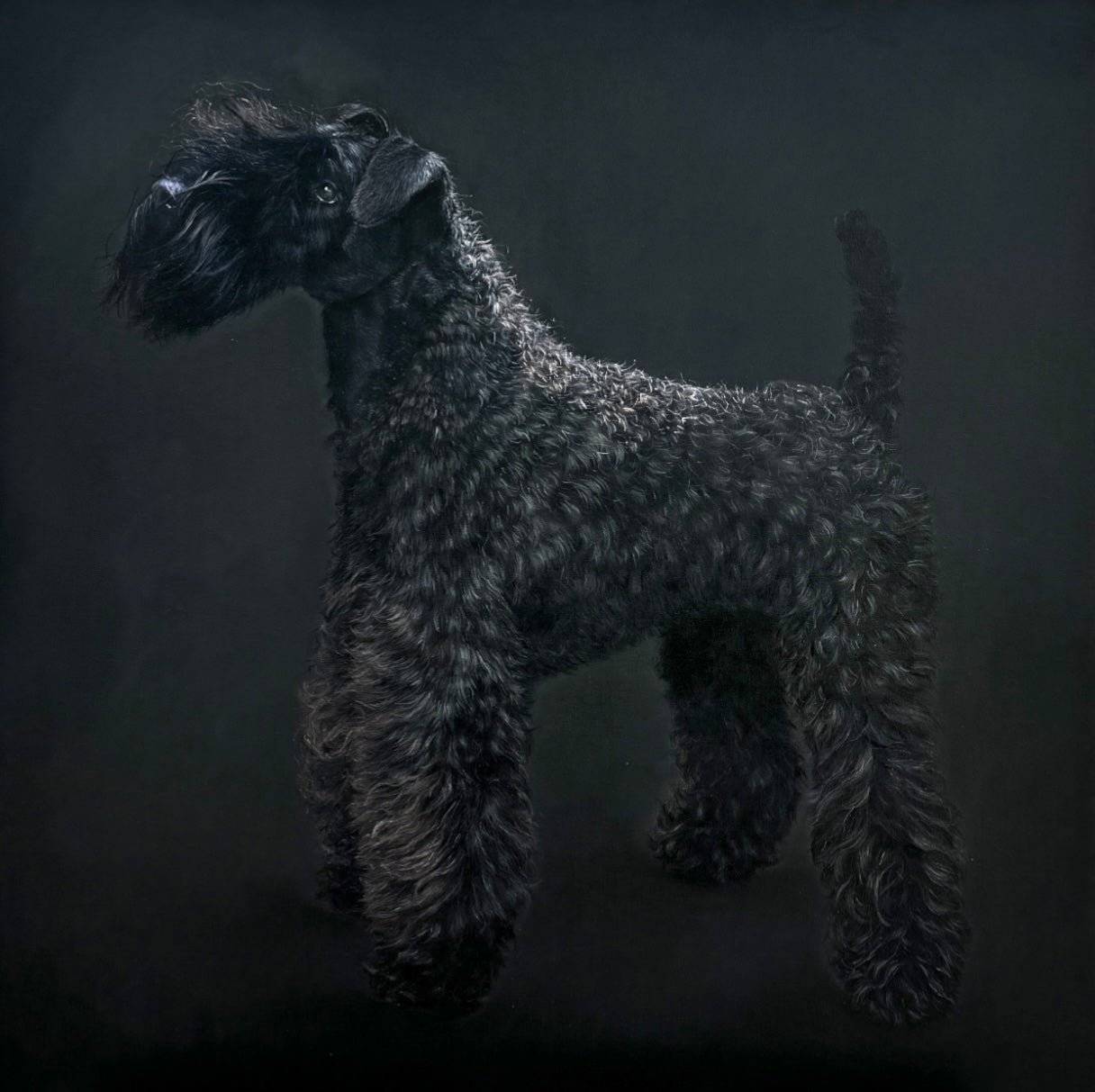 Original oil painting of a Kerry Blue Terrier from the Irish Dog Portraiture Collection.