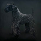 Original oil painting of a Kerry Blue Terrier from the Irish Dog Portraiture Collection.