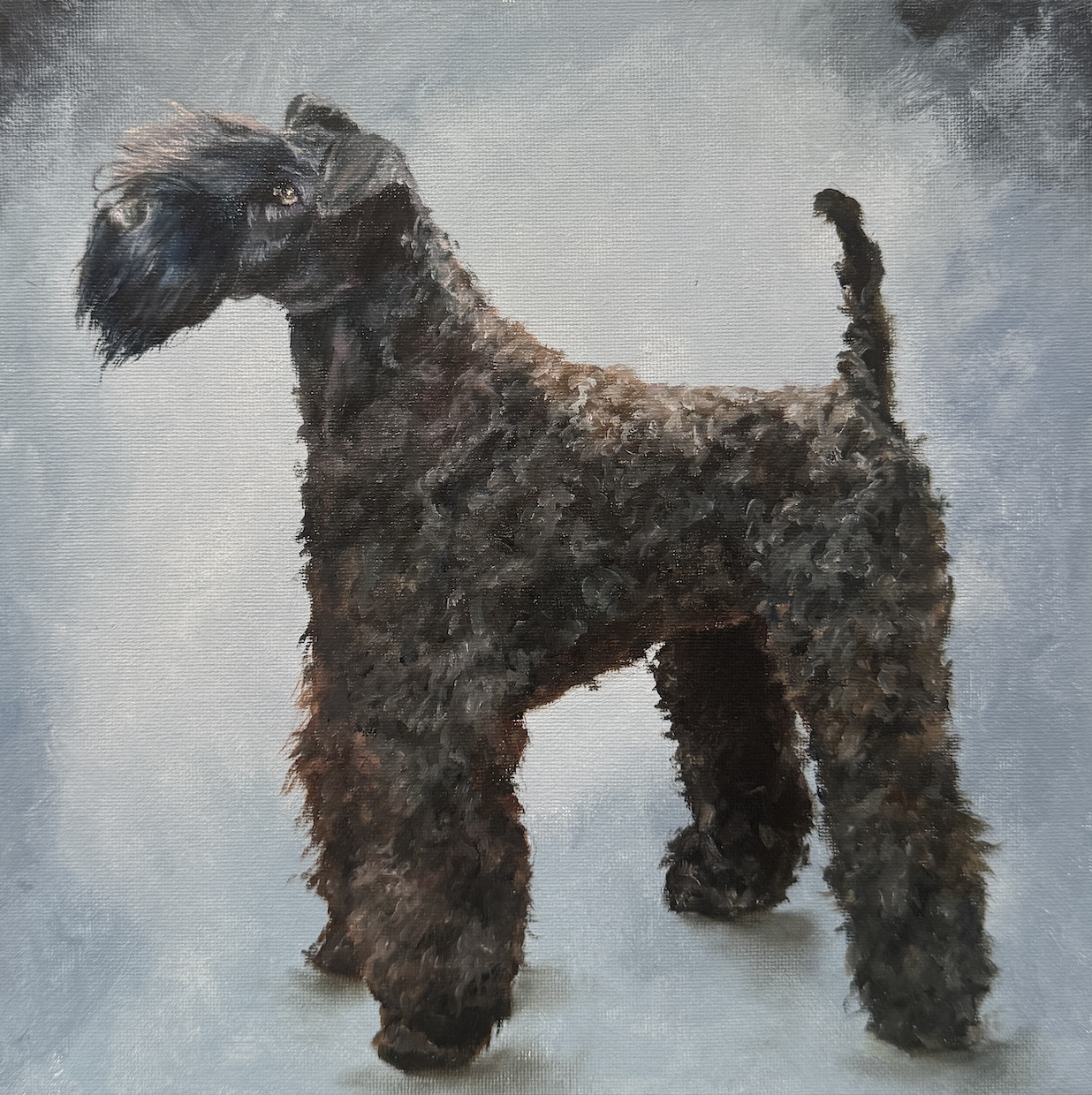 Oil painting of a Kerry Blue Terrier.