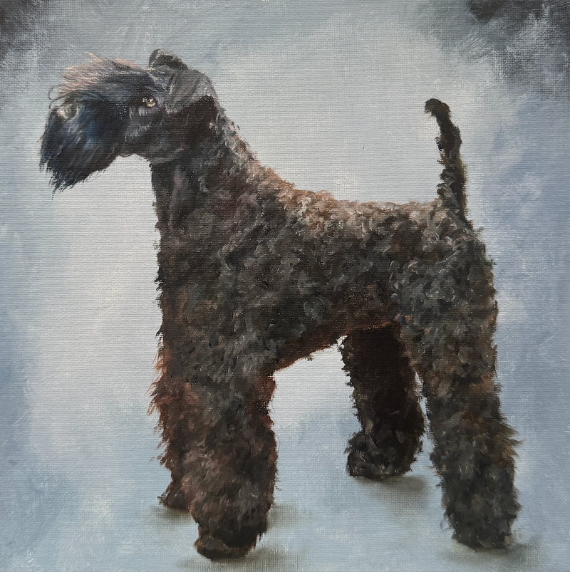 Oil painting of a Kerry Blue Terrier.