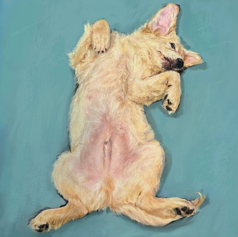 Paws Up original oil painting of a Golden Retriever puppy sleeping on its back by Laura Medvedieva