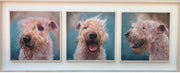 Original acrylic triptych of a Soft Coated Wheaten Terrier from the Irish Dog Portraiture Collection.