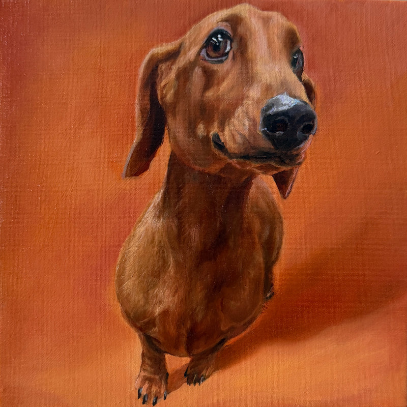 What’s Up?  Oil painting of a curious dachshund on a bright orange background by Laura Medvedieva