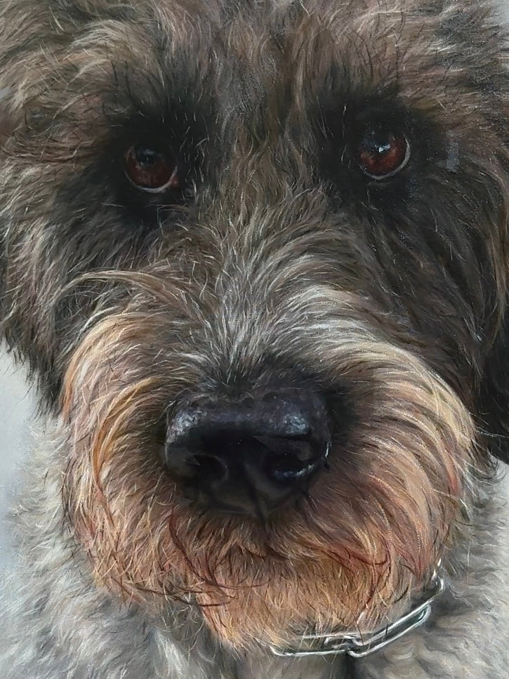 Detail of acrylic portrait of Trolli, a wirehaired dog.